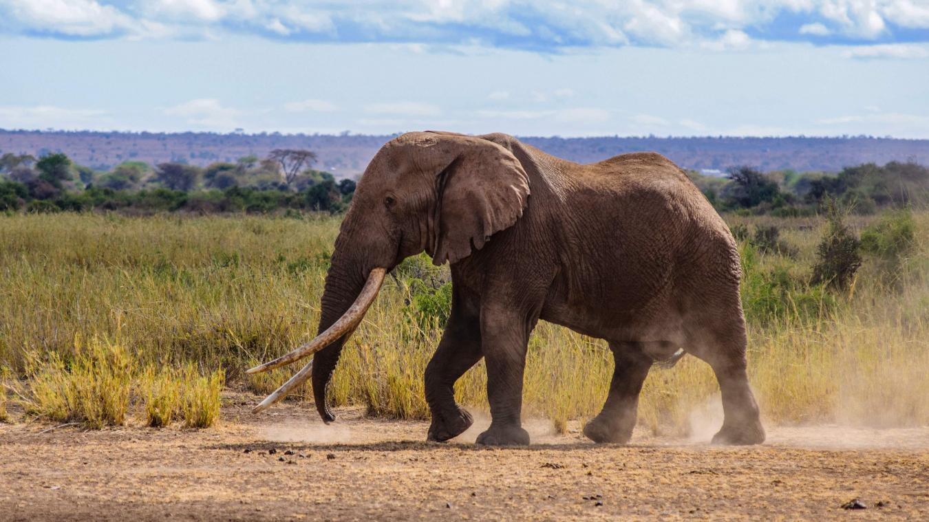 Les éléphants d'Afrique sont confrontés à un risque croissant d'extinction