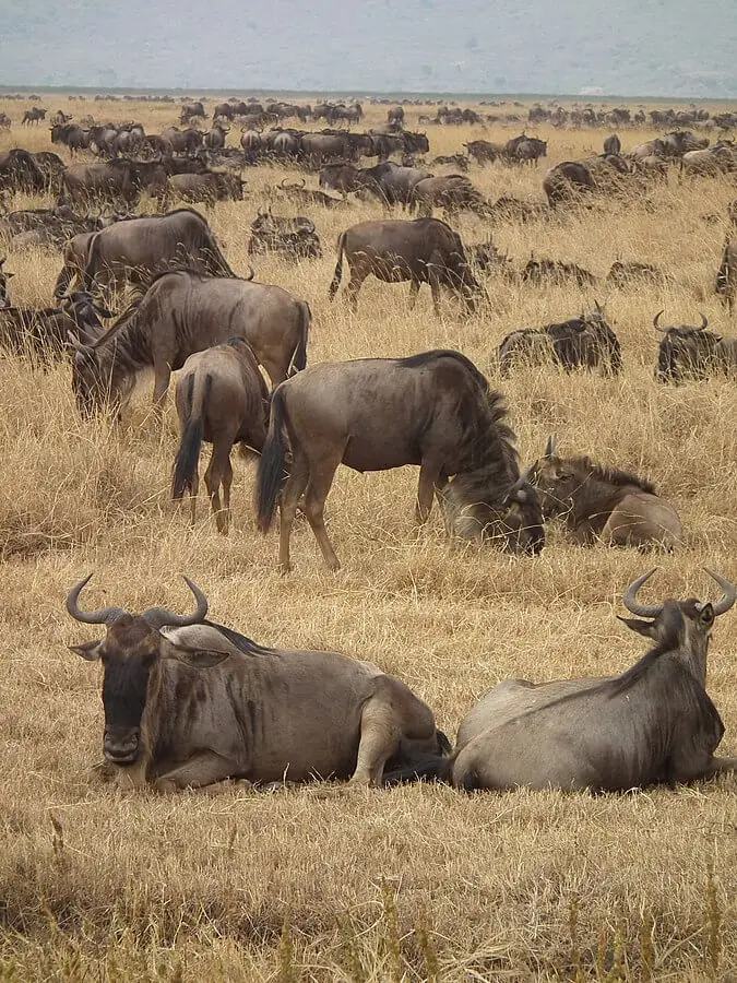 namibie famine abattage animaux - ZeGreenWeb