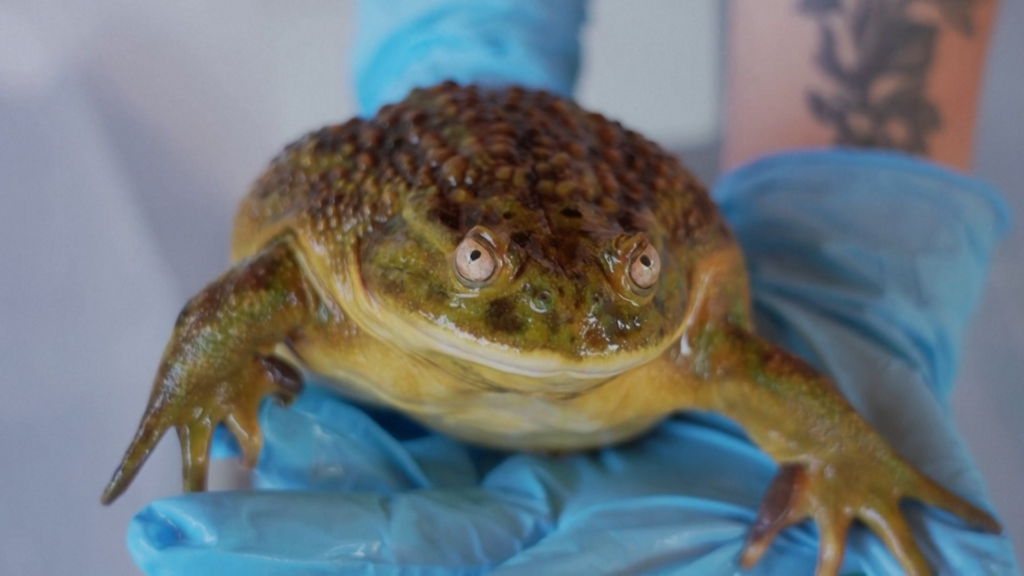 Grenouille géante d’eau casquée dans son habitat naturel au Chili, un fossile vivant menacé par le changement climatique et les activités humaines