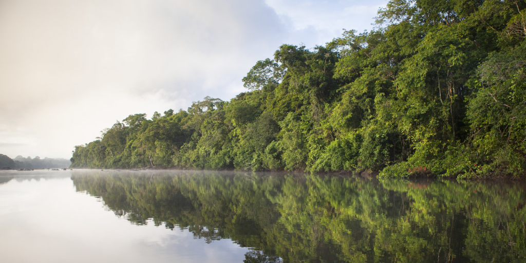 Forêt tropicale touchée par la déforestation, ciblée par la législation européenne visant à éliminer ces pratiques des chaînes d’approvisionnement.