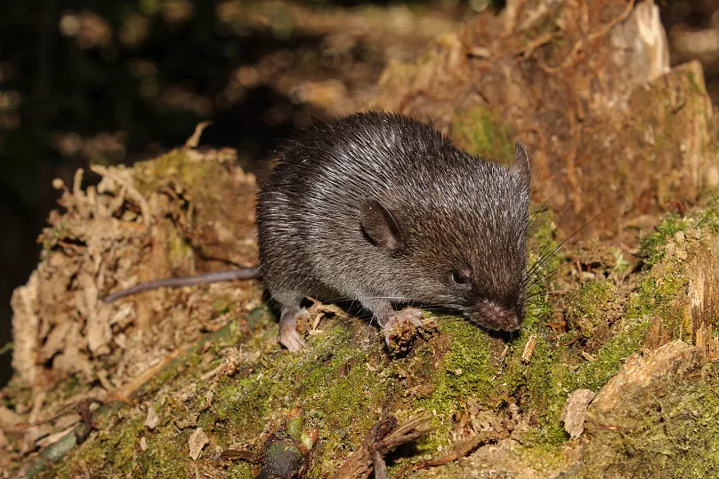 Souris amphibie découverte en Amazonie avec des pattes palmées adaptées à l'eau et à la terre.