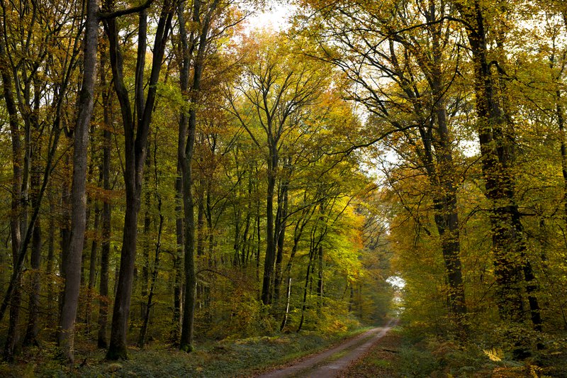 Sentier dans la forêt de Tronçais avec des arbres aux feuilles dorées et orange, représentant une sylviculture durable en France.