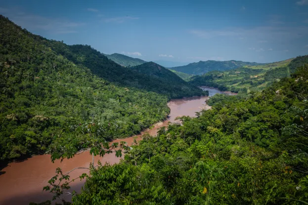 Vue d’une forêt préservée au Kenya, représentant un projet de crédits carbone controversé.