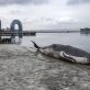 Une installation artistique représentant une baleine échouée apparaît pendant la COP29