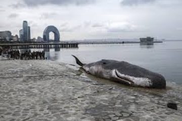 Une installation artistique représentant une baleine échouée apparaît pendant la COP29