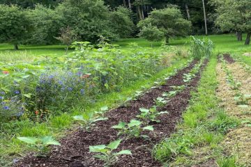 L’agriculture régénérative : une solution clé pour préserver les sols et le climat