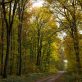 Forêt française : l’aboutissement de siècles de travail forestier