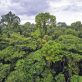 Les forêts, un rempart essentiel contre l’érosion de la biodiversité