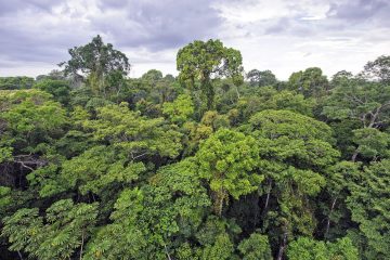 Les forêts, un rempart essentiel contre l’érosion de la biodiversité