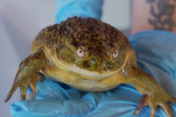 La grenouille géante du Chili : un trésor préhistorique menacé