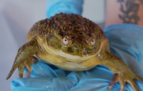 La grenouille géante du Chili : un trésor préhistorique menacé