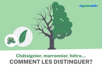 [Infographie] Châtaignier, marronnier, hêtre… Comment les distinguer ?