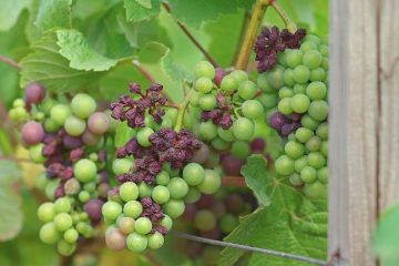 « C’est terrible » : après les gelées, le vignoble champenois touché par le mildiou