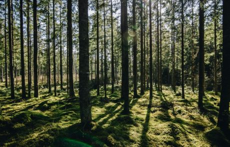 Le Danemark a organisé le premier « Téléthon des arbres »