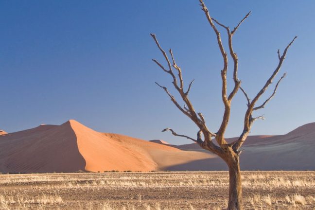 La Colombie, pays hôte de la COP16, demande à l’ONU d’unifier ses engagements en matière de climat et de nature