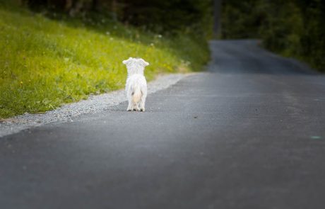 Vers un projet de loi pour mettre un terme à l’abandon des animaux de compagnie ?