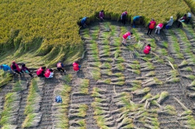 Une plateforme de l’ONU pour aider les petits agriculteurs à respecter les règles de l’UE sur la déforestation