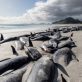 Au moins 65 baleines-pilotes noires se sont échouées sur les plages d’Écosse