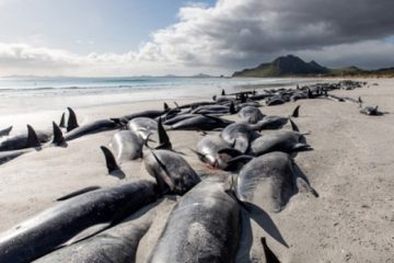Au moins 65 baleines-pilotes noires se sont échouées sur les plages d’Écosse