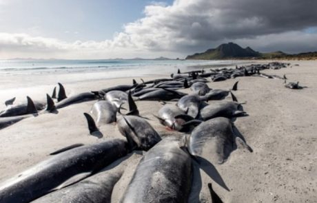 Au moins 65 baleines-pilotes noires se sont échouées sur les plages d’Écosse