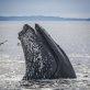 Paul Watson reste détenu au Groenland jusqu’au 18 décembre