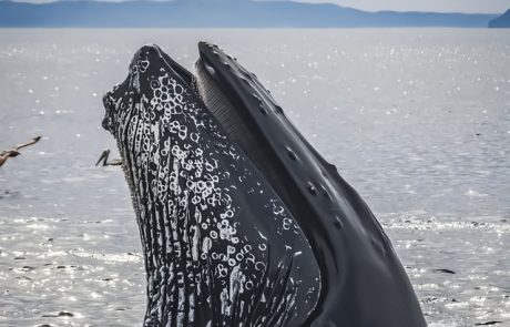 Paul Watson reste détenu au Groenland jusqu’au 18 décembre