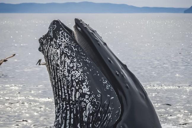 Paul Watson reste détenu au Groenland jusqu’au 18 décembre