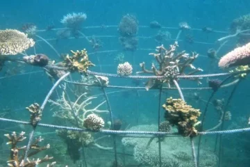 A Bali, le blanchiment du corail dévaste les récifs en raison de l’augmentation de la température de la mer