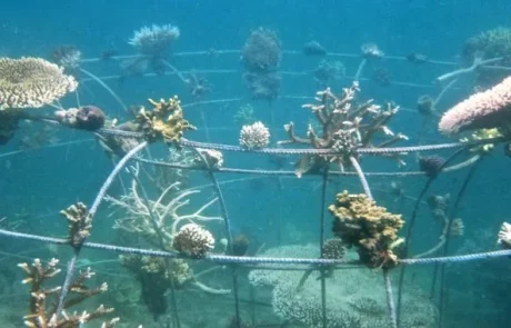 A Bali, le blanchiment du corail dévaste les récifs en raison de l’augmentation de la température de la mer