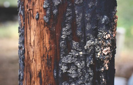 Après un incendie de forêt, que devient le bois brûlé ?