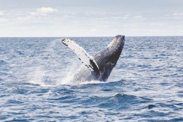 L’Australie dénonce la chasse à la baleine au Japon