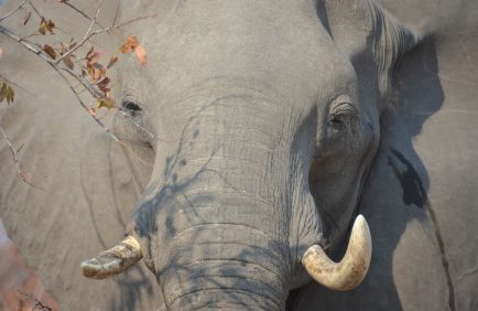 Le Zimbabwe va abattre 200 éléphants pour nourrir les populations affamées par la sécheresse