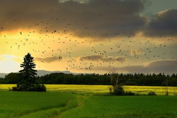 La biodiversité, notre assurance-vie sur Terre