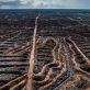 L’UE retarde l’interdiction d’importation de produits liés à la déforestation