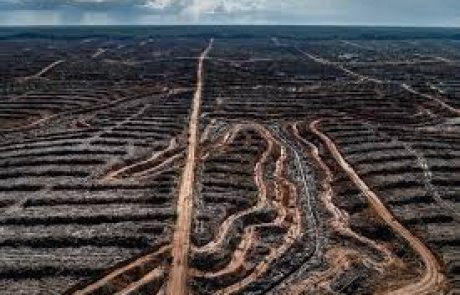 L’UE retarde l’interdiction d’importation de produits liés à la déforestation