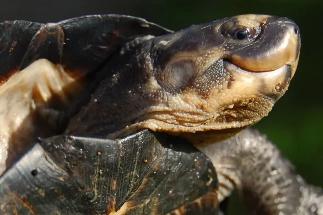 Démantèlement du Gang des Tortues Ninja en Malaisie