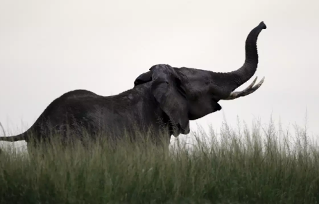 Singapour a détruit l’ivoire d’environ 300 éléphants pour dissuader le commerce illégal