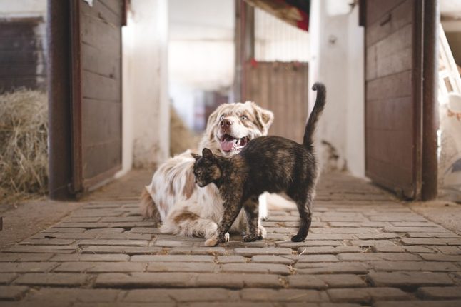 La SPA : Un siècle d’engagement pour la cause animale