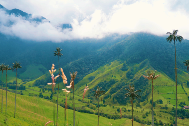 Des champs de coca à l’écotourisme : Les agriculteurs colombiens adoptent le pivot vert