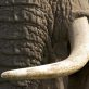 Des chercheurs documentent une chute vertigineuse des éléphants d’Afrique en un demi-siècle