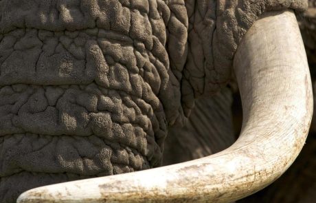 Des chercheurs documentent une chute vertigineuse des éléphants d’Afrique en un demi-siècle