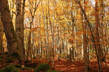 « L’innovation n’est pas une finalité, mais une culture continue à développer au sein de la filière forêt-bois », Apolline Oswald et David Annic (Xylofutur)