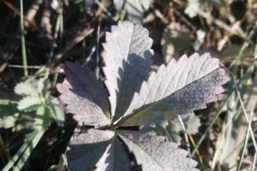 Des feuilles mortes pour sauver les arbres