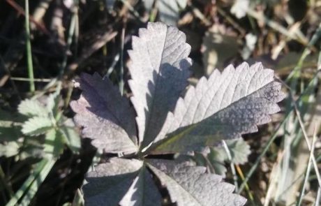 Des feuilles mortes pour sauver les arbres