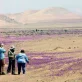 Le désert chilien recouvert d’une floraison hivernale rare