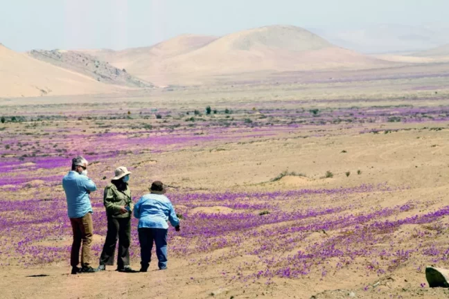 Le désert chilien recouvert d’une floraison hivernale rare