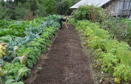 L’agriculture biologique : une approche durable et éthique