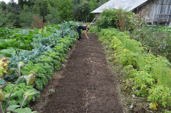 L’agriculture biologique : une approche durable et éthique