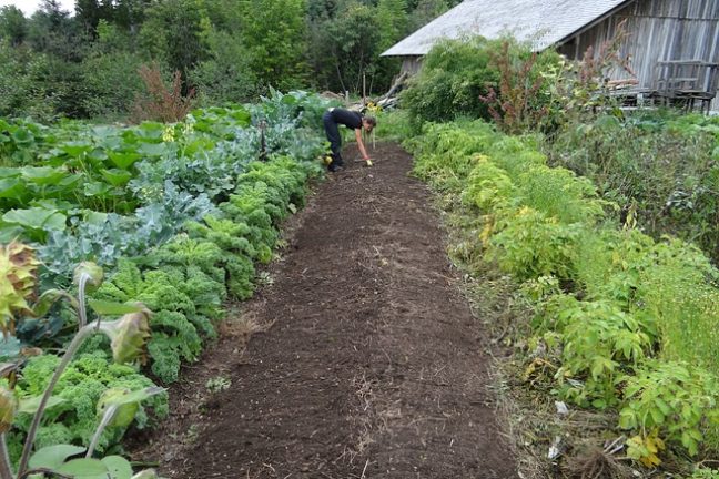 L’agriculture biologique : une approche durable et éthique