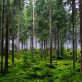 Interview : la filière forêt-bois au féminin, avec Tiffany Weber (COFORET) et Aude Sourisseau (ONF)